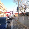 Nessun espianto di alberi alla  "Papa Giovanni XXIII "
