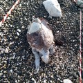 Rinvenuta tartaruga marina spiaggiata alla Cappella
