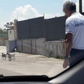 Capre sulla litoranea: disagi al traffico verso Molfetta