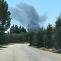 Incendio in un vivaio di Terlizzi. La nube di fumo visibile anche da Giovinazzo