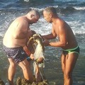 La tartaruga è impigliata in una rete, i bagnanti la salvano