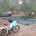 Preleva 2 quintali di olive da un fondo. Colto sul fatto un 70enne