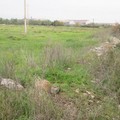 Parco naturalistico a Lama Castello, se ne occupa il Consiglio comunale di Giovinazzo