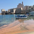 Chiazze rossastre in mare a Giovinazzo. Ma è un'alga non dannosa
