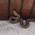 Serpente cervone a spasso per la città: liberato dal WWF
