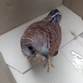 Recuperato un falco grillaio in località Cappella
