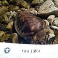 Tartaruga ritrovata senza testa: era una caretta caretta