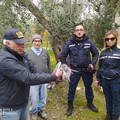 Un airone cinerino recuperato dalla Polizia Locale