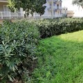 Aiuole incolte, rifiuti ed erba alta, «piazzetta Melone è ormai una foresta»