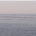 Tronchi in mare a Giovinazzo. Ecco la spiegazione