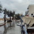 Grandine e vento su Giovinazzo: piazza allagata, alberi abbattuti (FOTO e VIDEO)