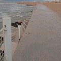 Maltempo, danni in tutta Giovinazzo. Divelta balaustra a Levante - FOTO