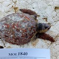 Tartaruga senza vita spiaggiata sulla costa di Ponente