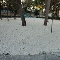 IVE Giovinazzo, completate le operazioni di sfalcio e diserbamento dei giardini