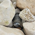Ordigno bellico ritrovato in spiaggia a Giovinazzo: fatto brillare