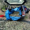Ladro ruba 5 quintali di olive a Giovinazzo. Fermato, resta impunito