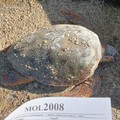 Un'altra tartaruga marina trovata senza vita: era nel porticciolo