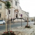 In piazza Vittorio Emanuele II ci sono 53 nuovi alberi di jacaranda