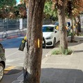 Questione alberi, l'assessore Depalo replica a PrimaVera Alternativa