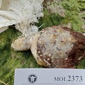 Uccisa da una busta di plastica: la triste fine di una tartaruga