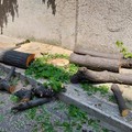 Tagliati gli alberi in viale De Gaetano. Insorge PrimaVera Alternativa