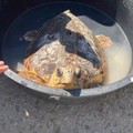 Festa nel mare di Giovinazzo per la liberazione di due tartarughe