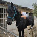 Furto nell'agro di Giovinazzo, rubati due cavalli in località Sant'Eustachio