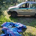 Sventato un furto di olive nelle campagne di Giovinazzo, ladri in fuga