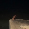 Pitbull inferocito scappa di casa, recuperato dalla Polizia Locale