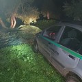 Rubano olive, ladri messi in fuga dalle Guardie Campestri