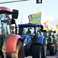 Olivicoltura in allarme, Coldiretti in piazza: «La Regione dichiari lo stato di crisi»