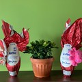 Anffas, oggi in piazza a Giovinazzo con le uova di cioccolato