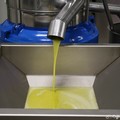 Olio Extravergine d’Oliva: oro in bottiglia