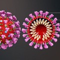 12 domande sui vaccini per il Covid-19