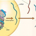 Tecnologia mRNA: una storia iniziata 30 anni fa