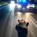 Incidente sulla Giovinazzo-Bitonto: cinghiali investiti, auto danneggiate