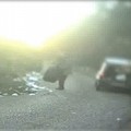 Abbandono di rifiuti nell'agro di Giovinazzo: incivile incastrato dalla videotrappola