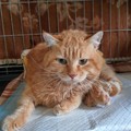 La storia del gatto Lucio commuove e Giovinazzo si mobilita