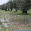 Maltempo in Puglia, i consiglieri regionali PD chiedono stato di emergenza