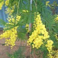 8 marzo, Assessori e Consigliere del Comune di Giovinazzo donano alla città un alberello di mimosa