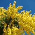 Ritorna  "Marzo... i colori delle donne "