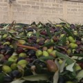 Crollo dei prezzi olive, la Regione Puglia approva all'unanimità la mozione Damascelli