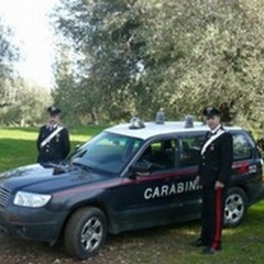 Ancora furti di olive nelle campagne