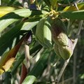 Siccità, ottobre rosso anche tra Terlizzi e Giovinazzo