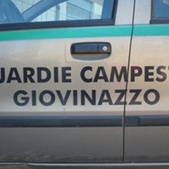 Furto di olive sventato: recuperati 3 quintali