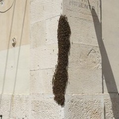 Sciame d'api in via Dogali