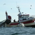 Pesca: raggiunta intesa su Fondo europeo da 978 milioni