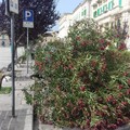 Vento forte: sradicati tanti alberi in città (FOTO)