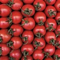 Caro pomodori, produrli è costato 3500 euro in più ad ettaro