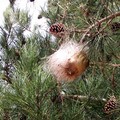 Processionaria, nuovi interventi del Comune